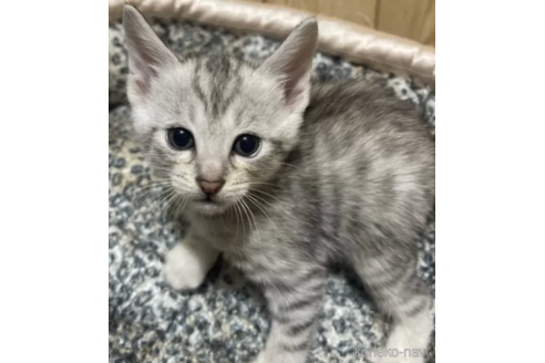 販売中の愛知県のサバンナキャット-115550の1枚目